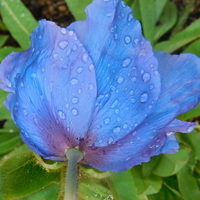 Meconopsis 'Mop-head'